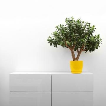 Money tree perched on a side cabinet.